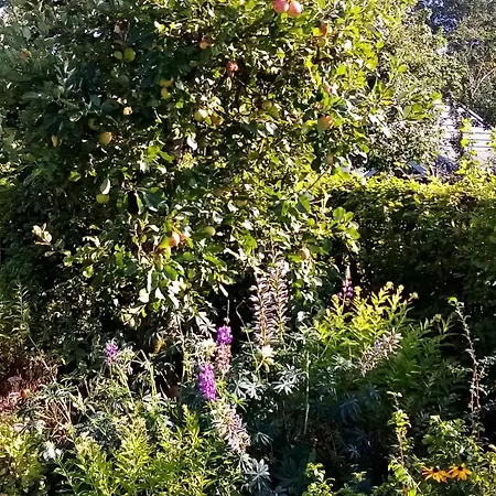 Haus Gartenidylle * Wesselburen